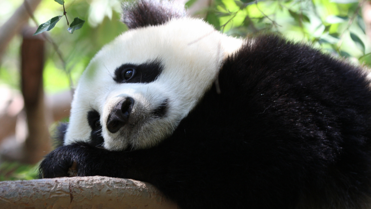 Обои гигантская панда, наземные животные, морда, нос, мех в разрешении 1280x720