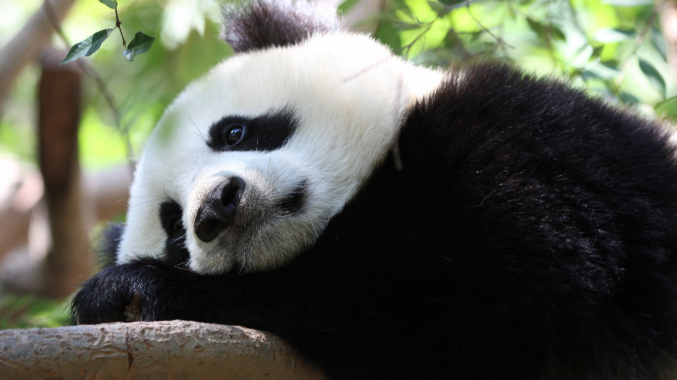 Обои гигантская панда, наземные животные, морда, нос, мех в разрешении 1366x768