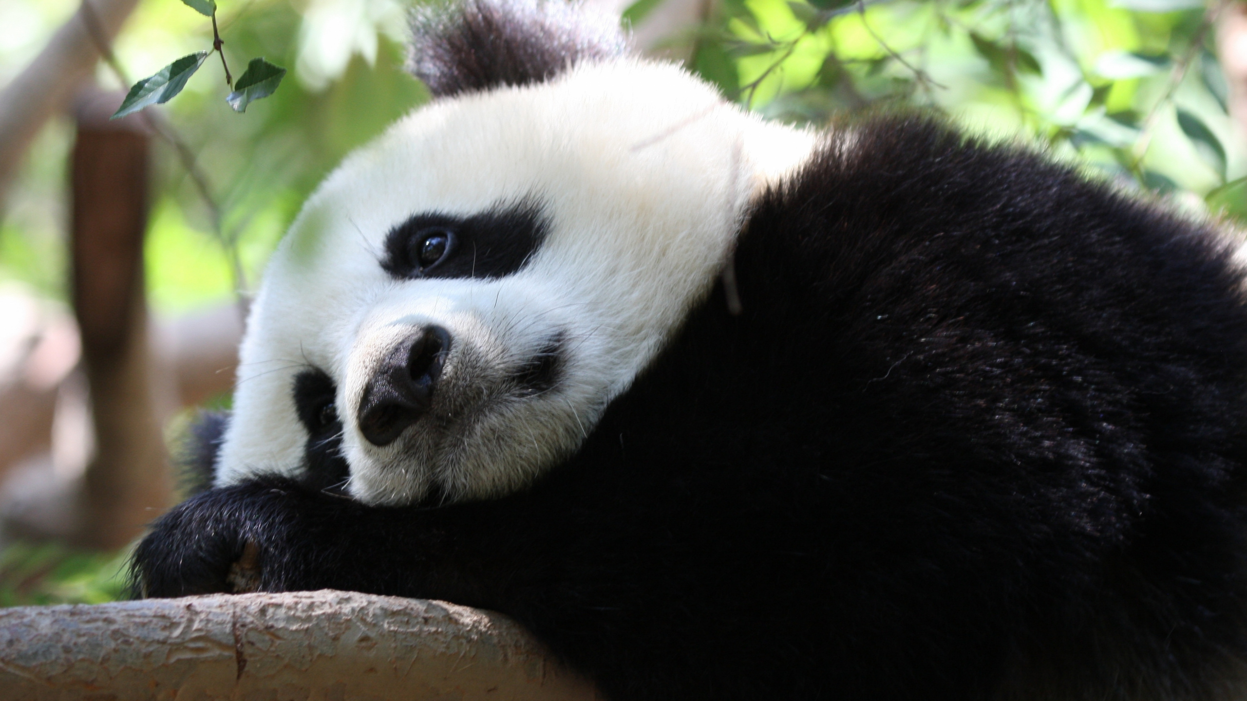 Обои гигантская панда, наземные животные, морда, нос, мех в разрешении 2560x1440