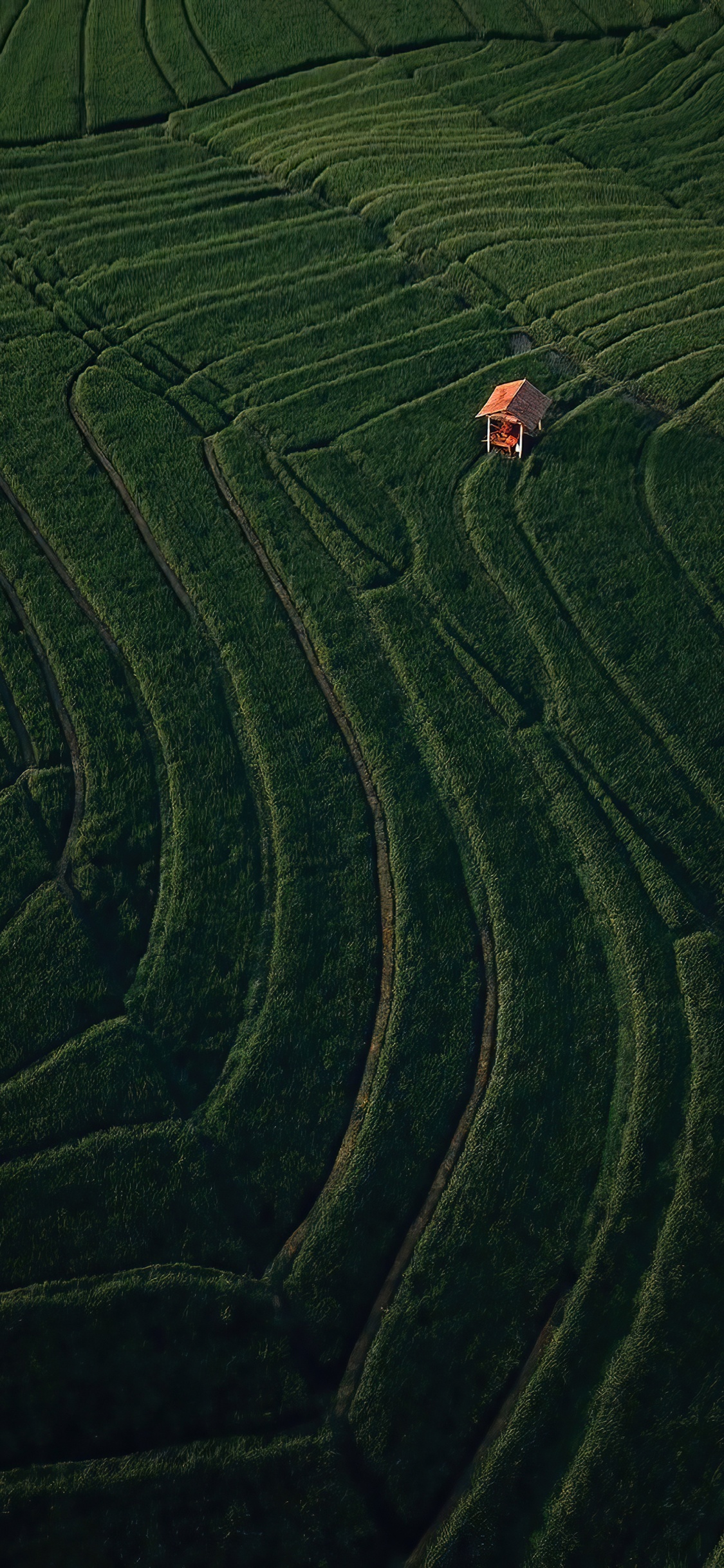 Обои поле, растение, склон, земельный участок, нагорье в разрешении 1125x2436