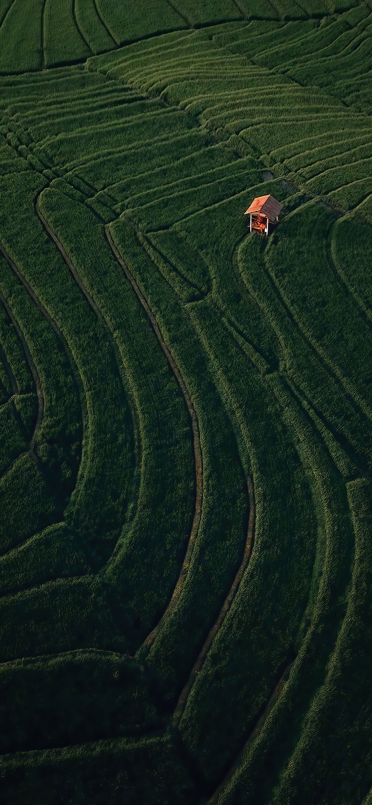 Обои поле, растение, склон, земельный участок, нагорье в разрешении 1242x2688
