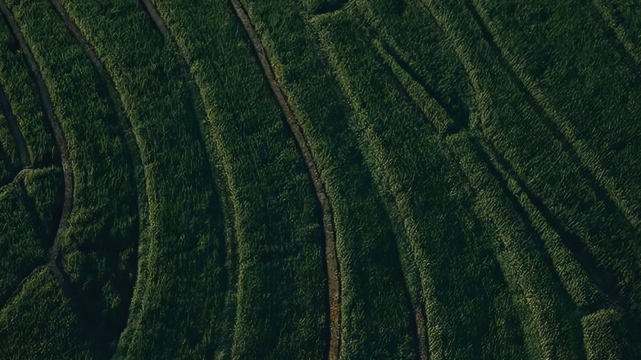 Обои поле, растение, склон, земельный участок, нагорье в разрешении 1280x720