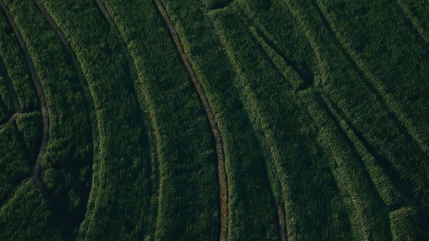 Обои поле, растение, склон, земельный участок, нагорье в разрешении 1366x768