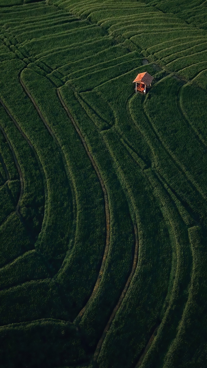 Обои поле, растение, склон, земельный участок, нагорье в разрешении 720x1280