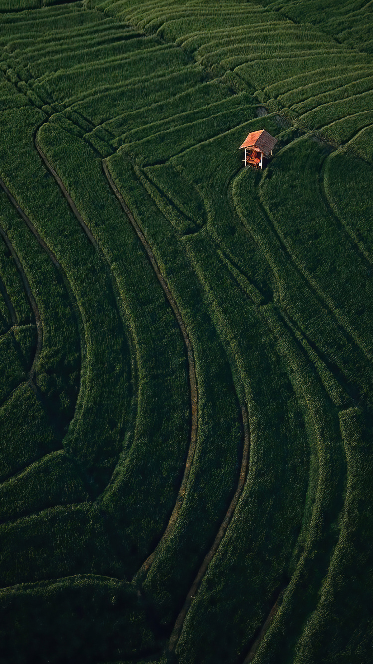 Обои поле, растение, склон, земельный участок, нагорье в разрешении 750x1334