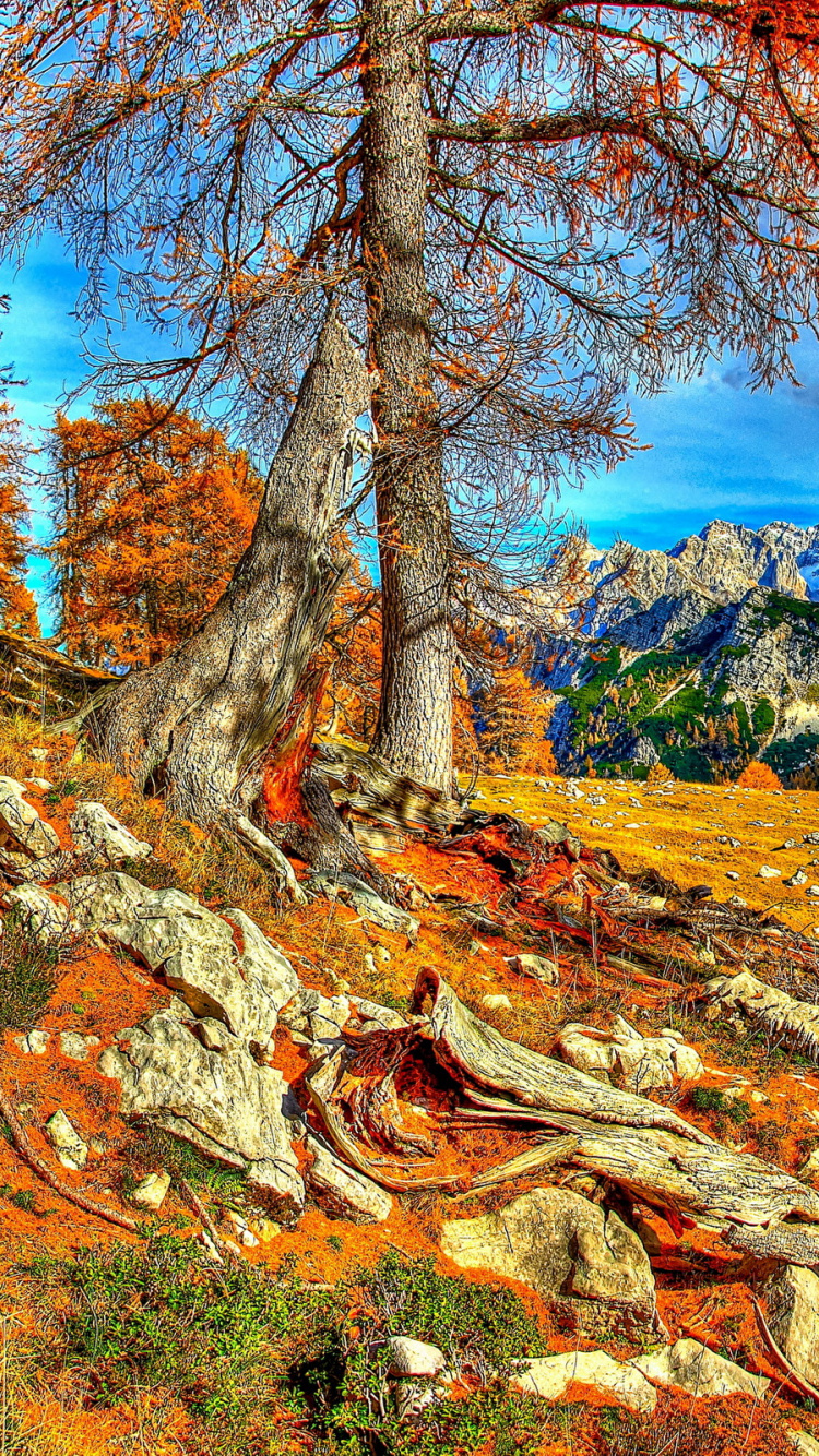 Обои дерево, природа, дикая местность, осень, рок в разрешении 750x1334