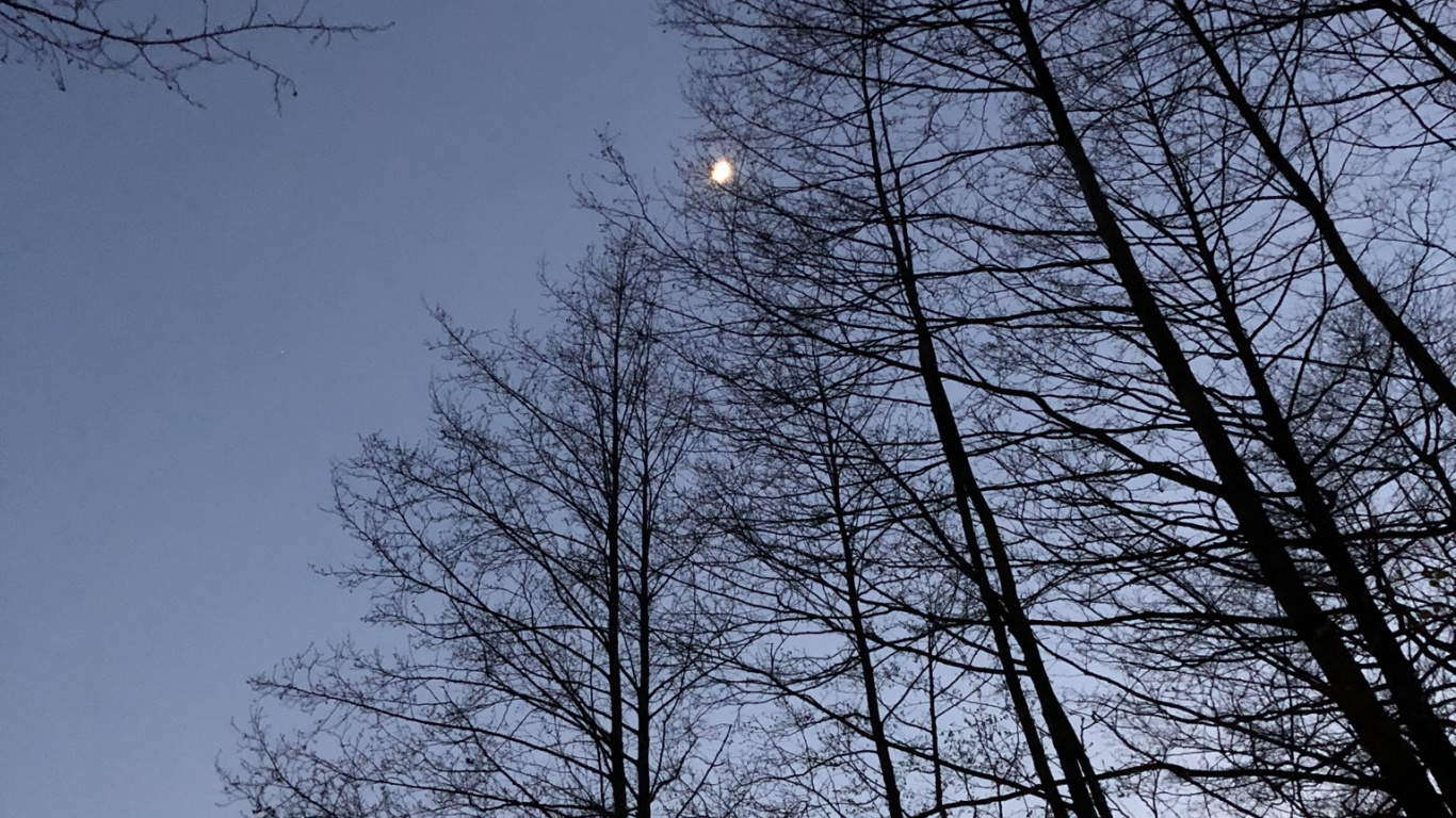 Обои лист, ветвь, природа, прут, дерево в разрешении 1366x768