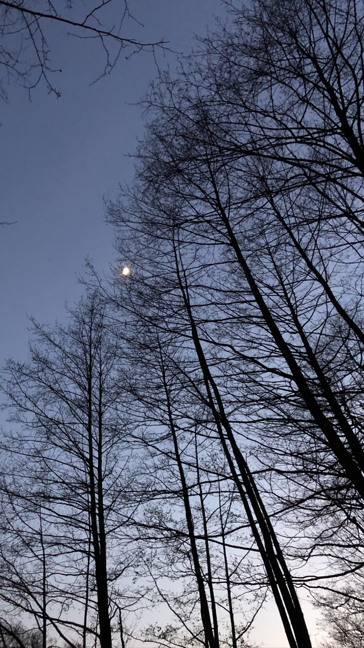 Обои лист, ветвь, природа, прут, дерево в разрешении 750x1334