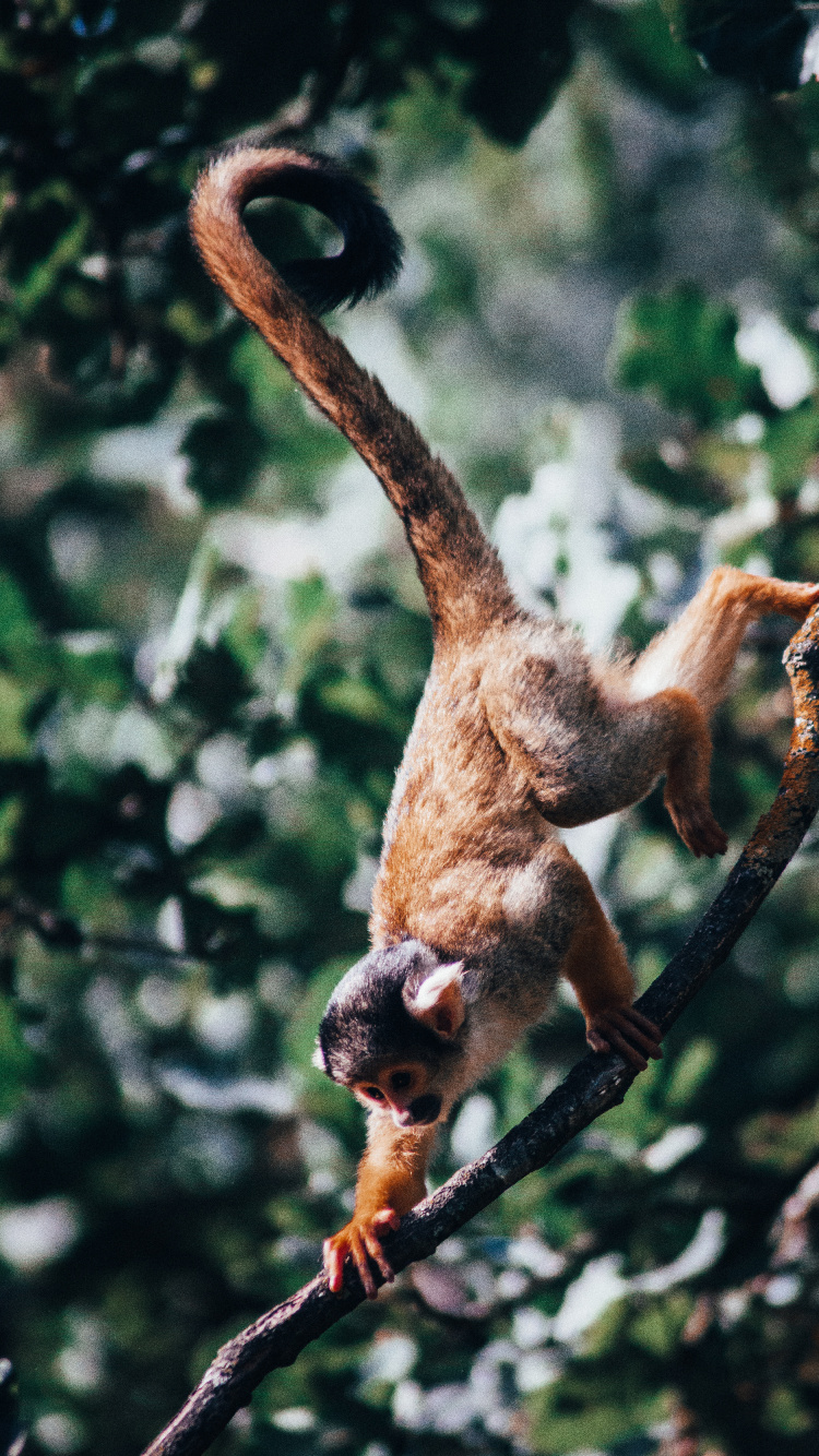 Обои смартфон, наземные животные, живая природа, примас, хвост в разрешении 750x1334