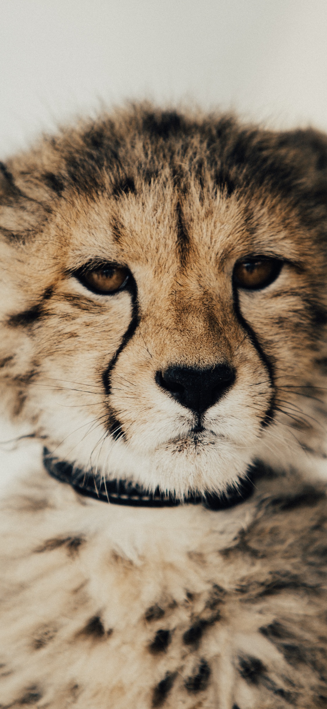 Обои Гепард, Леопард, кот, наземные животные, живая природа в разрешении 1125x2436