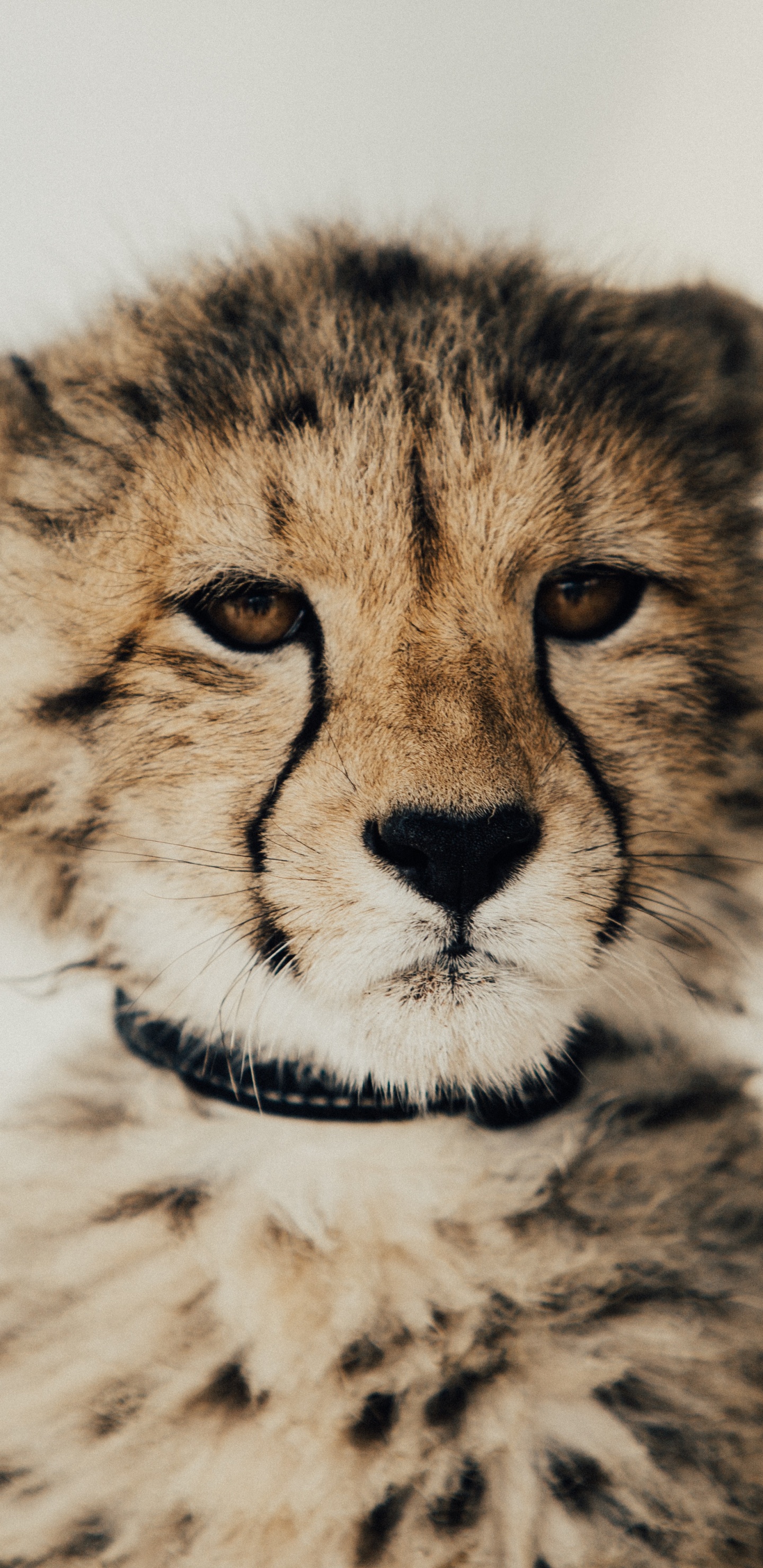 Обои Гепард, Леопард, кот, наземные животные, живая природа в разрешении 1440x2960