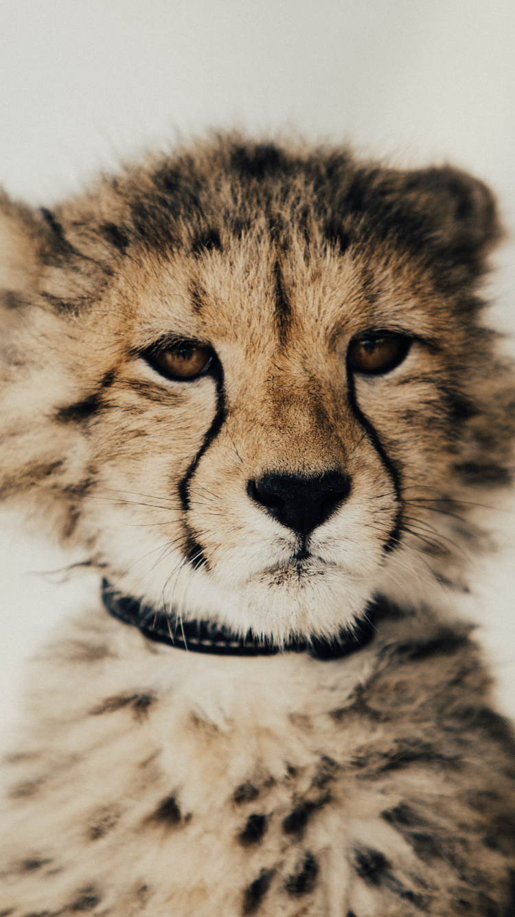 Обои Гепард, Леопард, кот, наземные животные, живая природа в разрешении 750x1334