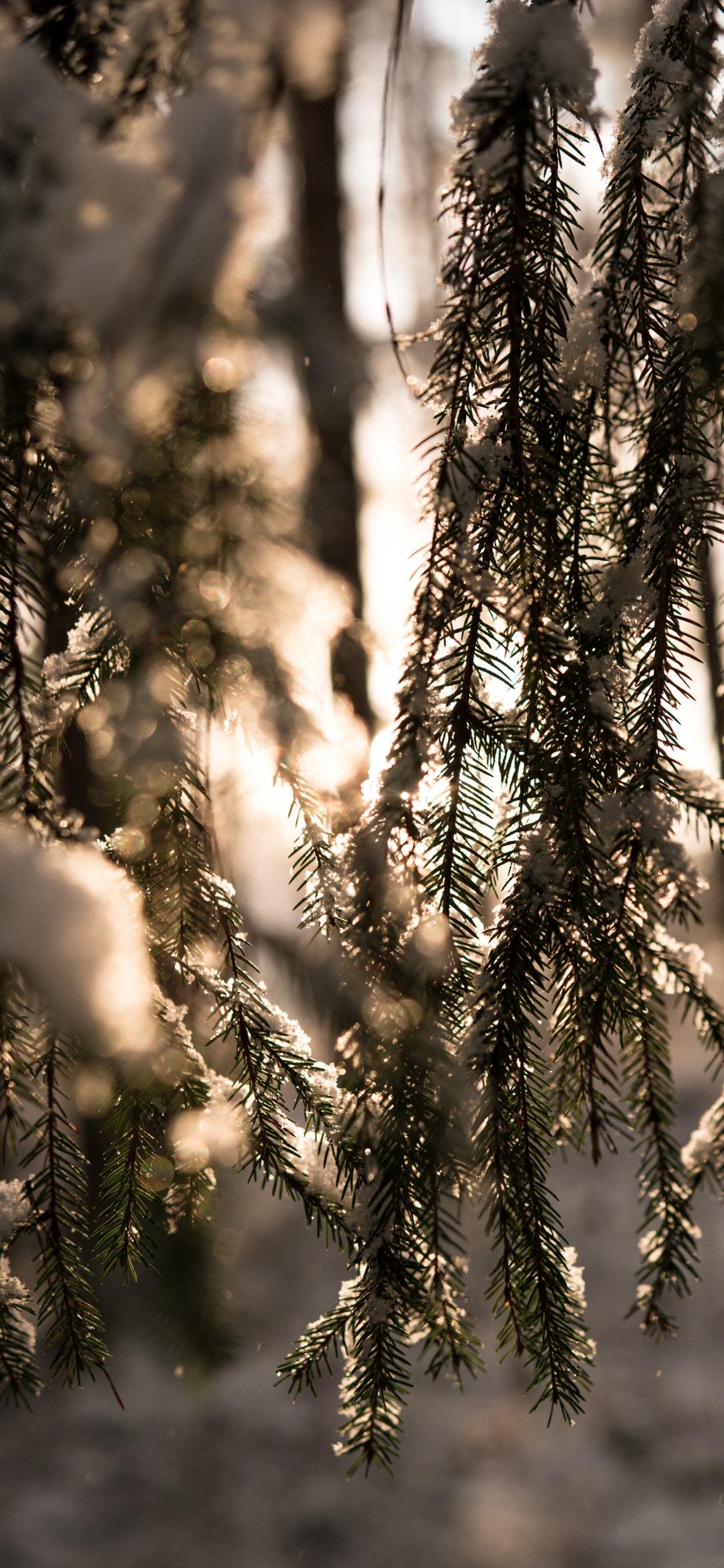 Обои зима, свет, лес, ветвь, дерево в разрешении 1242x2688