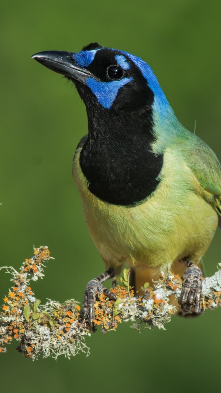 Обои клюв, сойка, птица, воробьиные птицы, живая природа в разрешении 720x1280