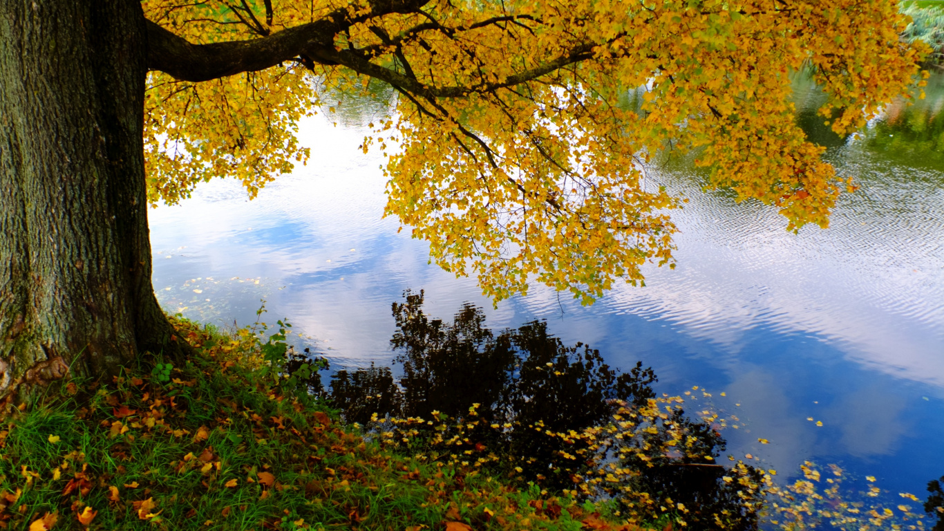 Обои дерево, природа, лист, отражение, вода в разрешении 1366x768