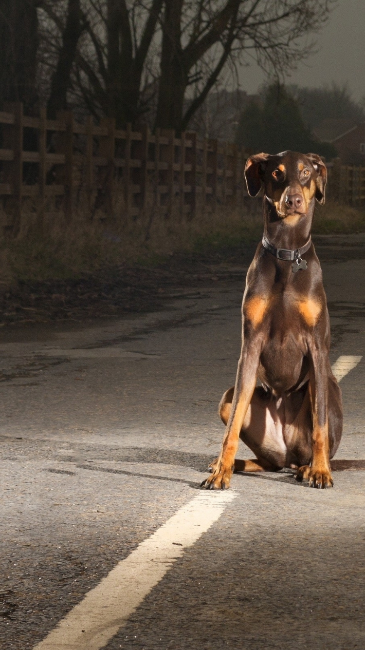 Обои собака породы, помеси собак, морда в разрешении 750x1334