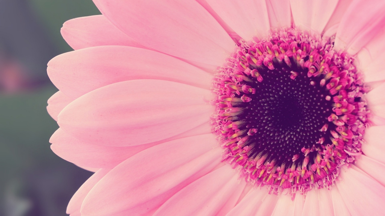 Обои розовый цветок, цветок, розовый, цветковое растение, лепесток в разрешении 1280x720