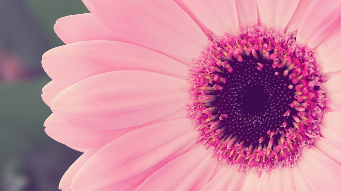 Обои розовый цветок, цветок, розовый, цветковое растение, лепесток в разрешении 1366x768