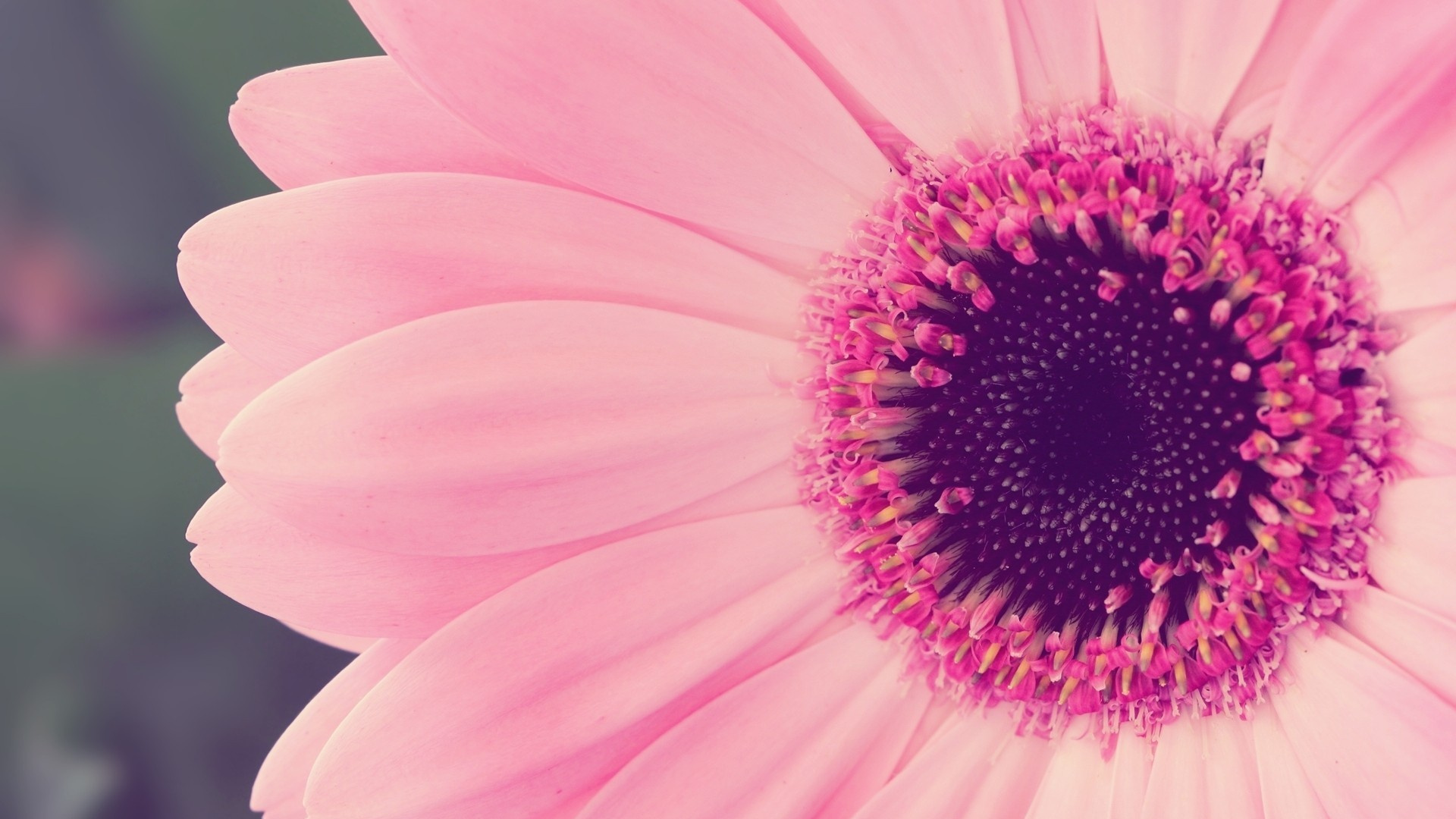 Обои розовый цветок, цветок, розовый, цветковое растение, лепесток в разрешении 1920x1080