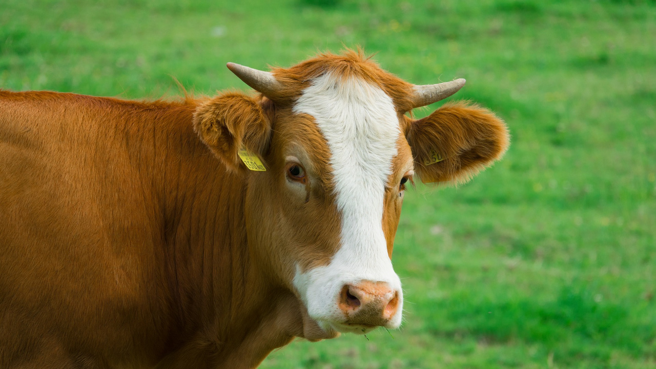 Обои рог, выгон, домашний скот, молочная корова, теленок в разрешении 1280x720