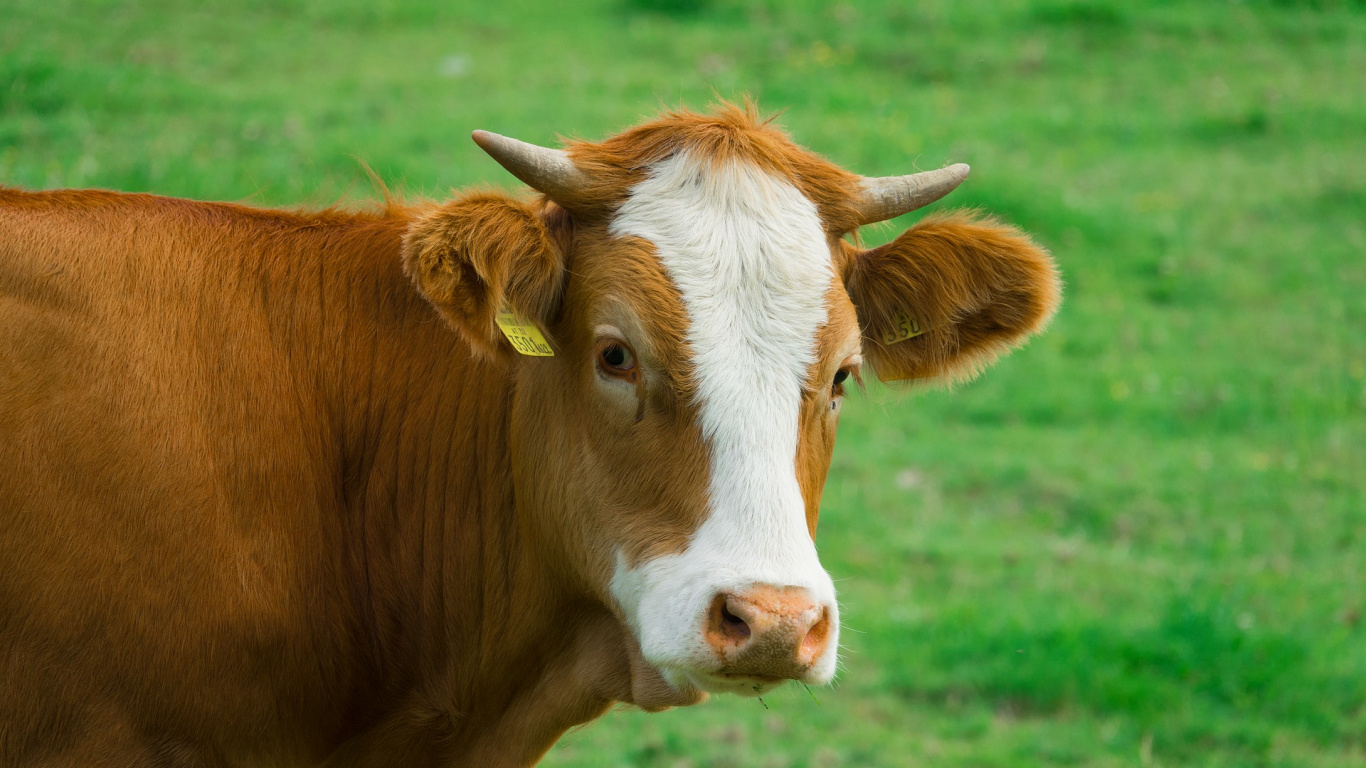 Обои рог, выгон, домашний скот, молочная корова, теленок в разрешении 1366x768