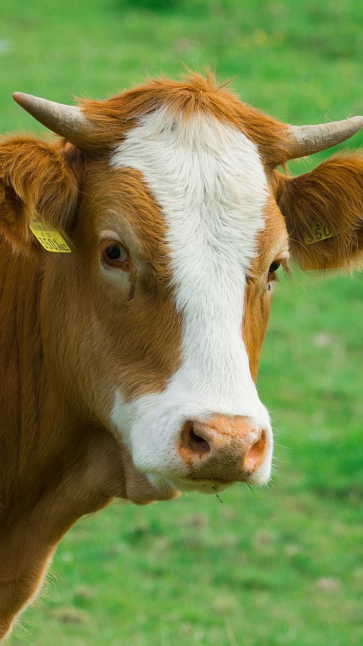 Обои рог, выгон, домашний скот, молочная корова, теленок в разрешении 720x1280