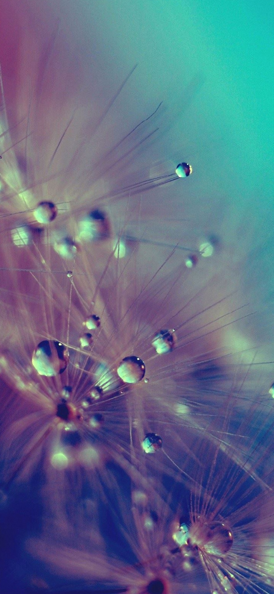 Обои вода, синий, зеленый, одуванчик, пурпур в разрешении 1125x2436