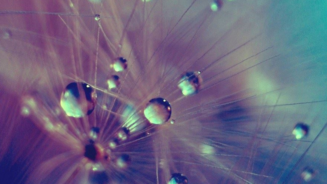 Обои вода, синий, зеленый, одуванчик, пурпур в разрешении 1366x768