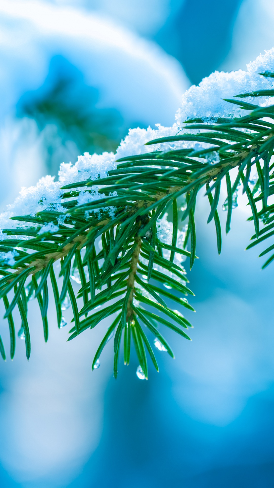 Обои дерево, ветвь, синий, Сочельник, Apple МасВоок Pro в разрешении 1080x1920