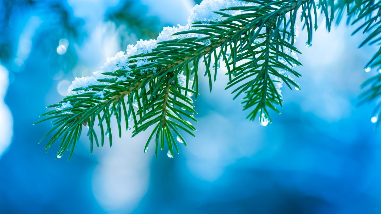 Обои дерево, ветвь, синий, Сочельник, Apple МасВоок Pro в разрешении 1280x720