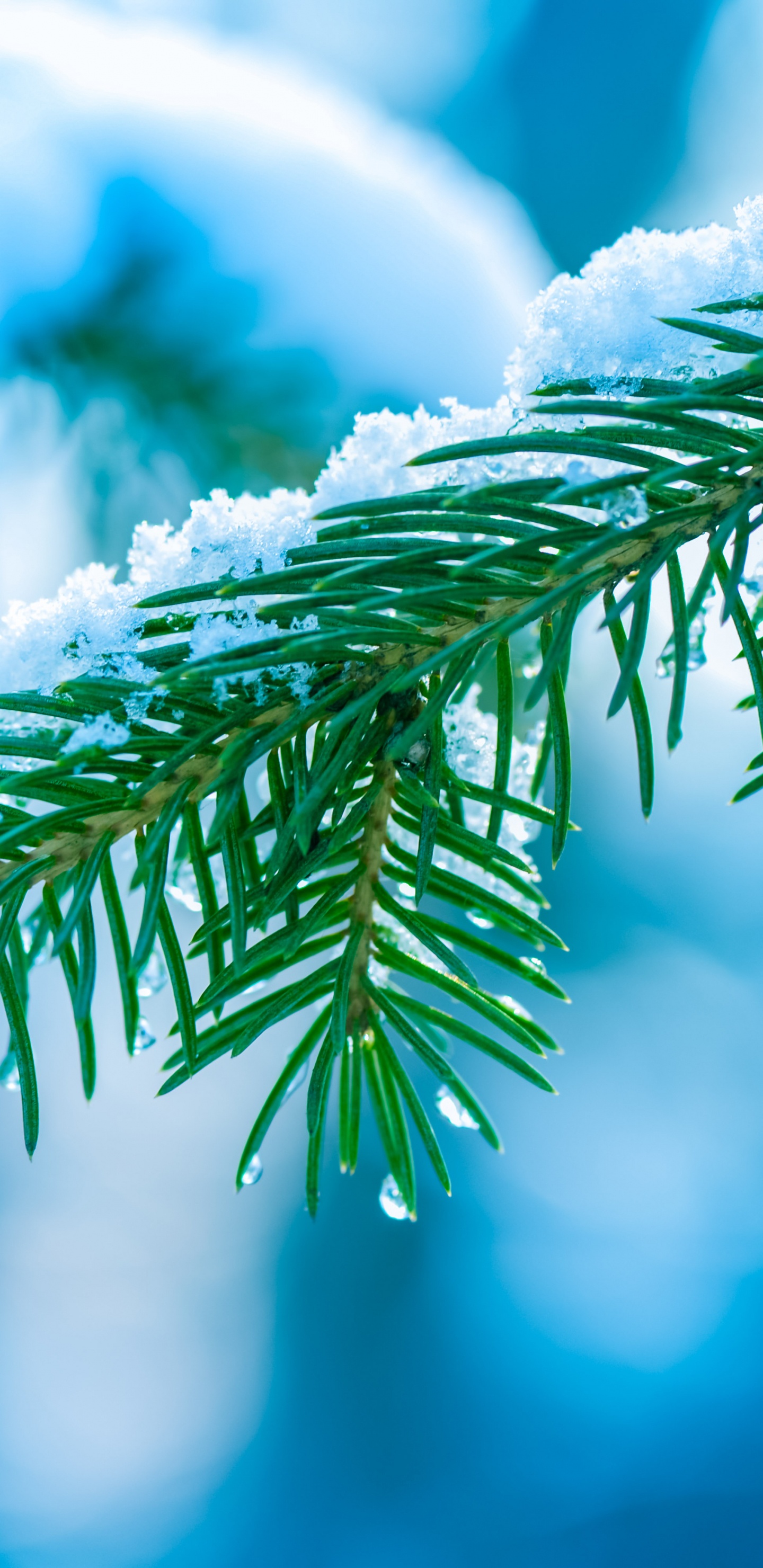 Обои дерево, ветвь, синий, Сочельник, Apple МасВоок Pro в разрешении 1440x2960