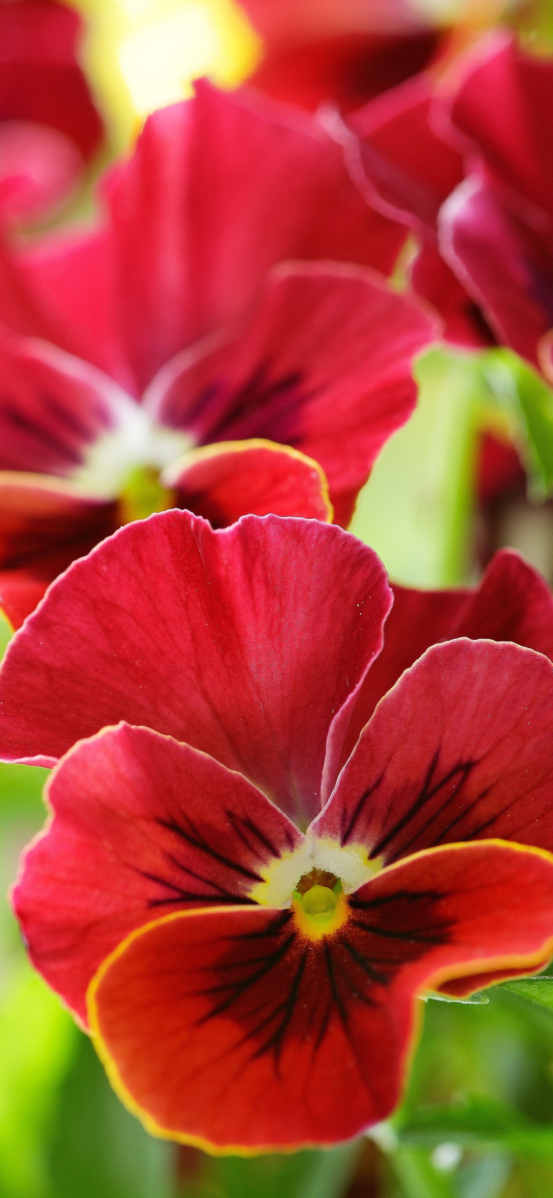 Обои анютины глазки, цветковое растение, лепесток, растение, розовый в разрешении 1125x2436