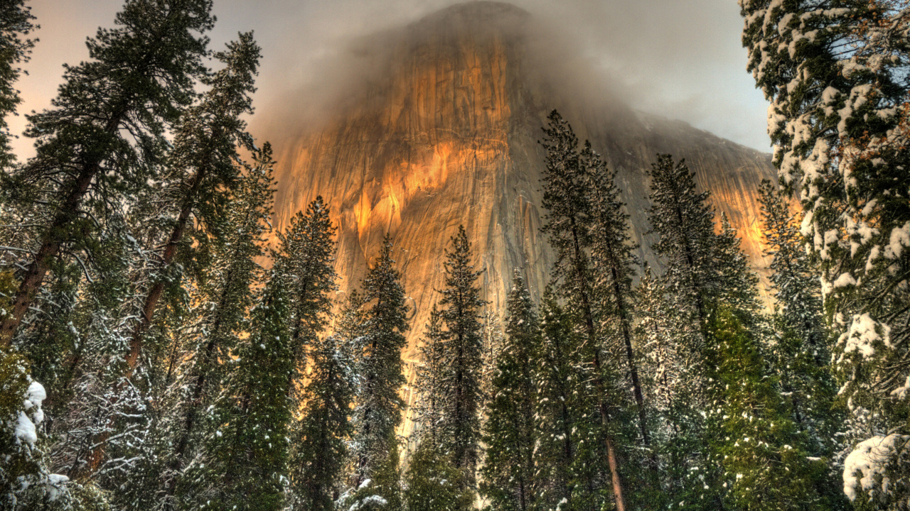 Обои дерево, парк, лес, дикая местность, Национальный Парк Теодора Рузвельта в разрешении 1280x720