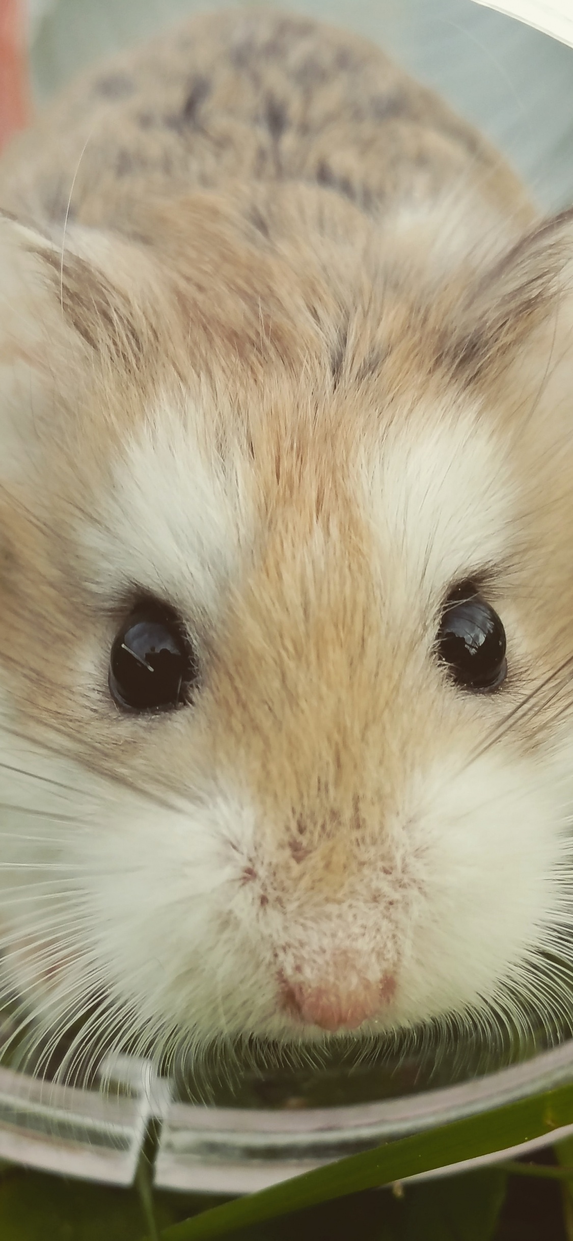 Обои хомячок, грызун, зоомагазин, Зимой белый хомячок, мышь в разрешении 1125x2436