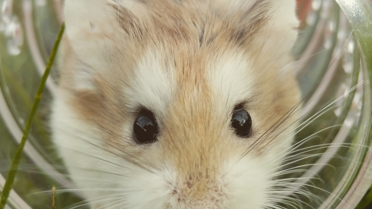 Обои хомячок, грызун, зоомагазин, Зимой белый хомячок, мышь в разрешении 1280x720