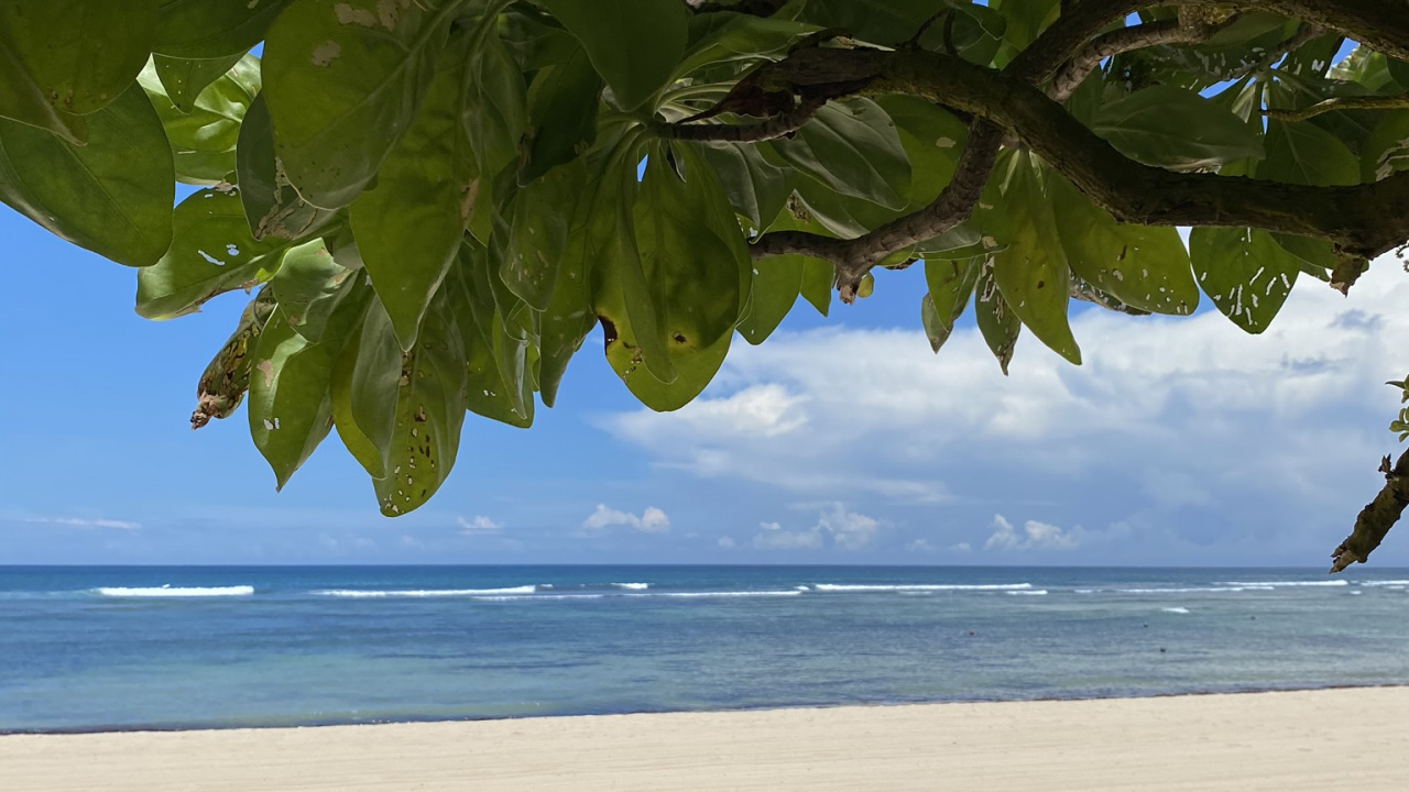 Обои вода, биология, наука, рассада, водоем в разрешении 1280x720