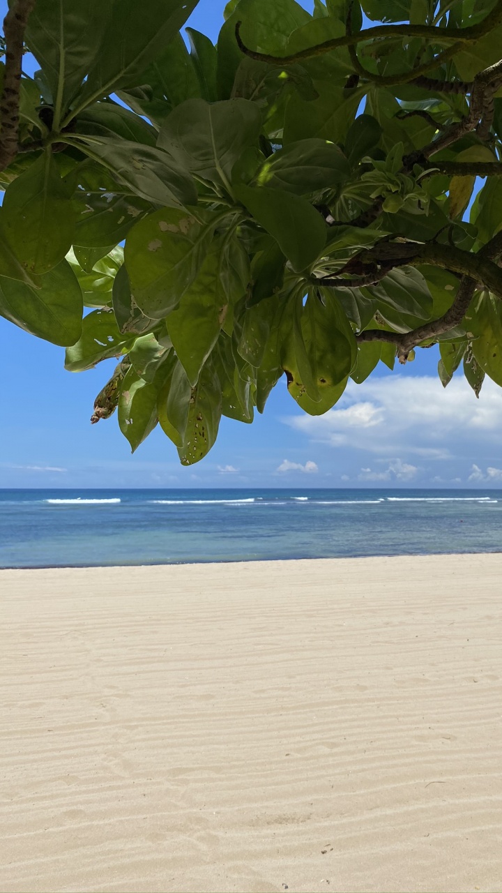 Обои вода, биология, наука, рассада, водоем в разрешении 720x1280