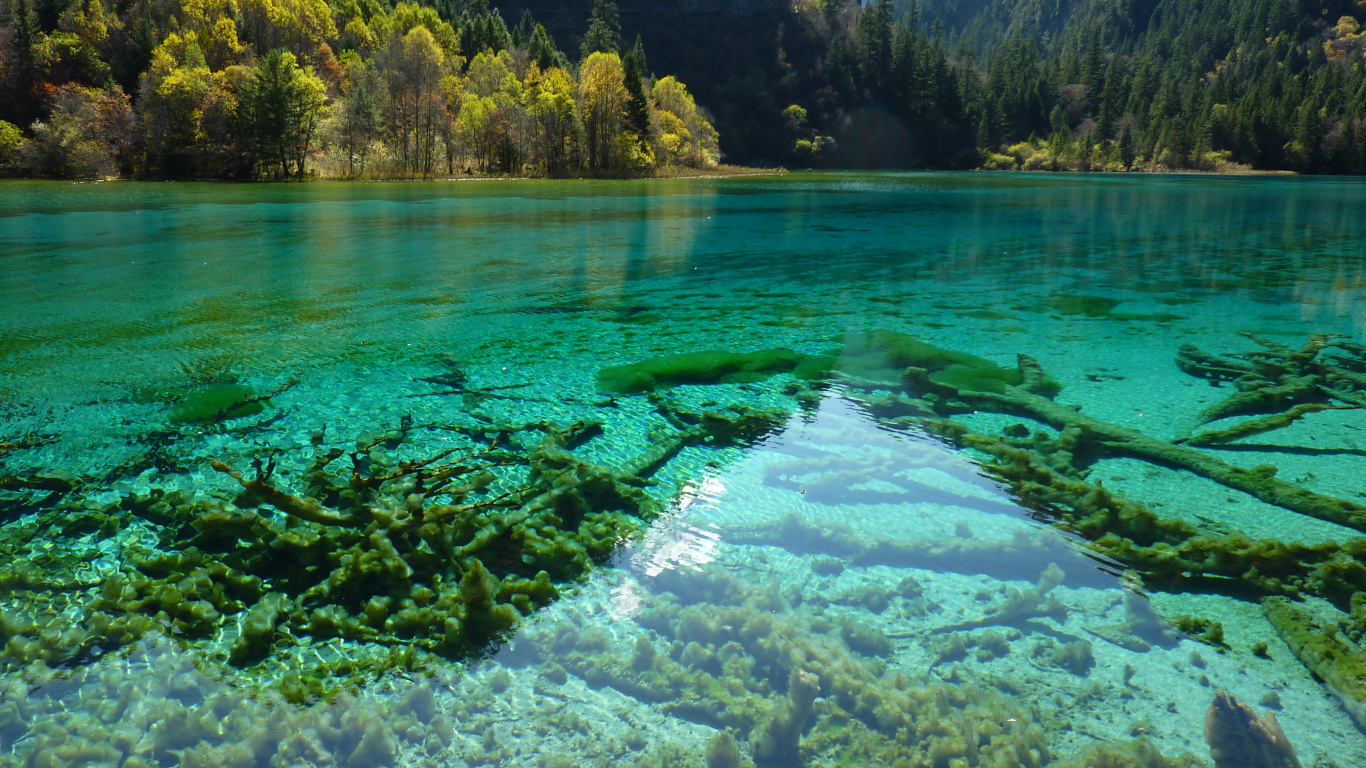 Обои природа, гидроресурсы, вода, растительность, природный заповедник в разрешении 1366x768