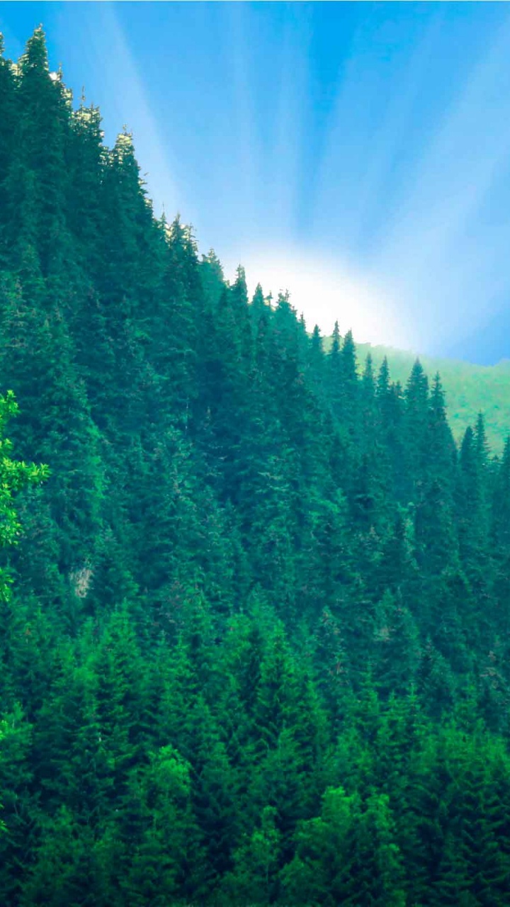 Обои зеленый, природа, растительность, природный заповедник, лес в разрешении 720x1280