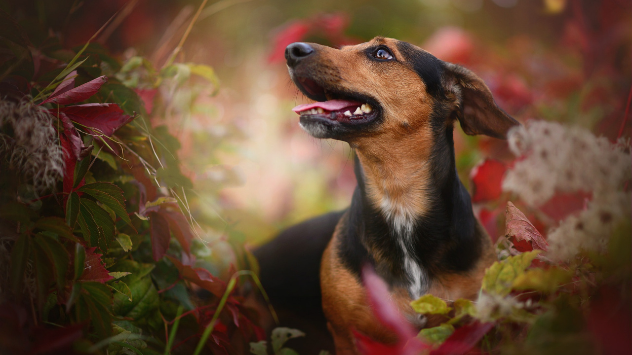 Обои морда, щенок, бордер колли, пес, собака породы в разрешении 1280x720