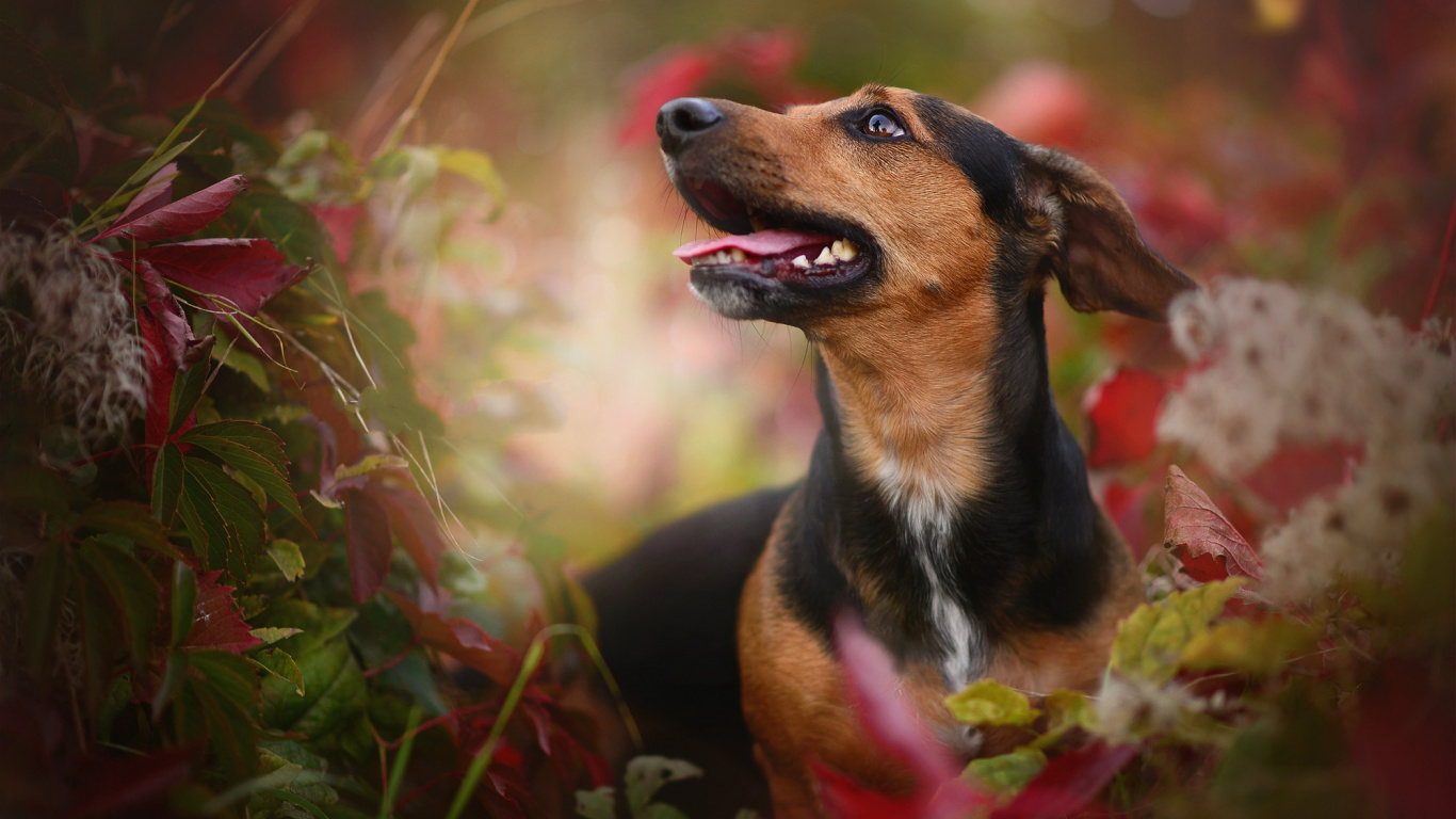 Обои морда, щенок, бордер колли, пес, собака породы в разрешении 1366x768