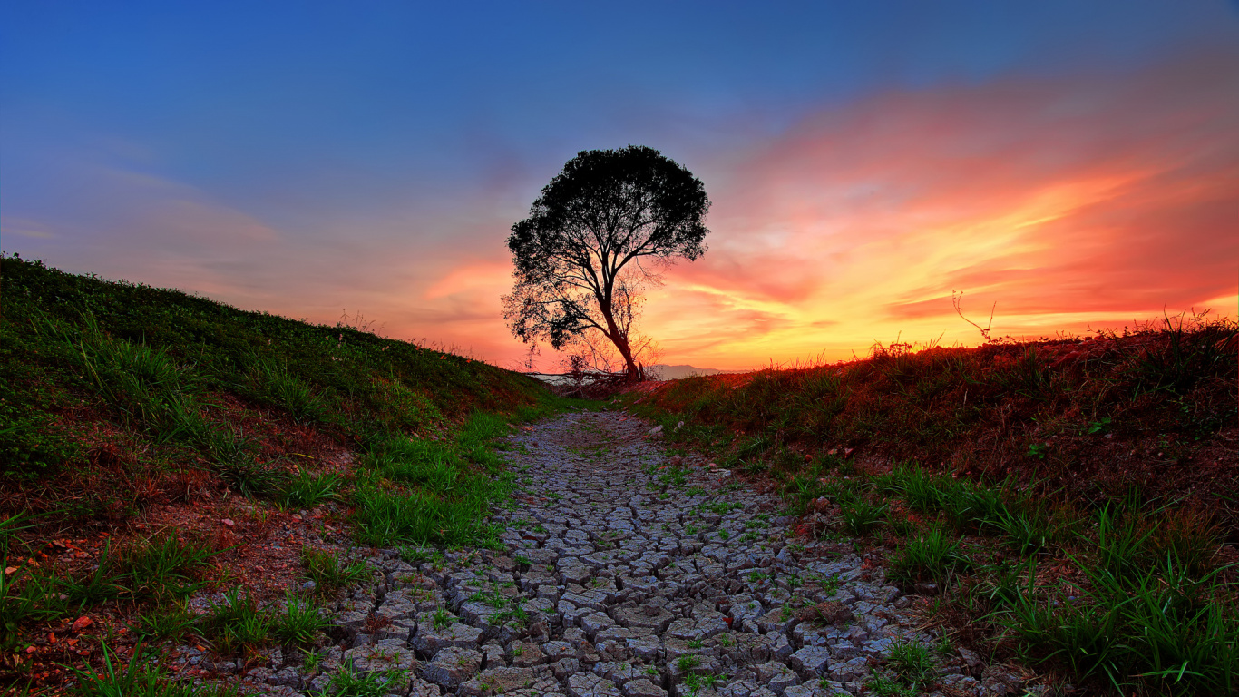 Обои природа, дерево, утро, дикая местность, растение в разрешении 1366x768