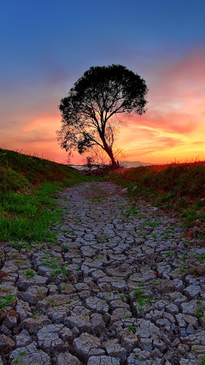 Обои природа, дерево, утро, дикая местность, растение в разрешении 720x1280