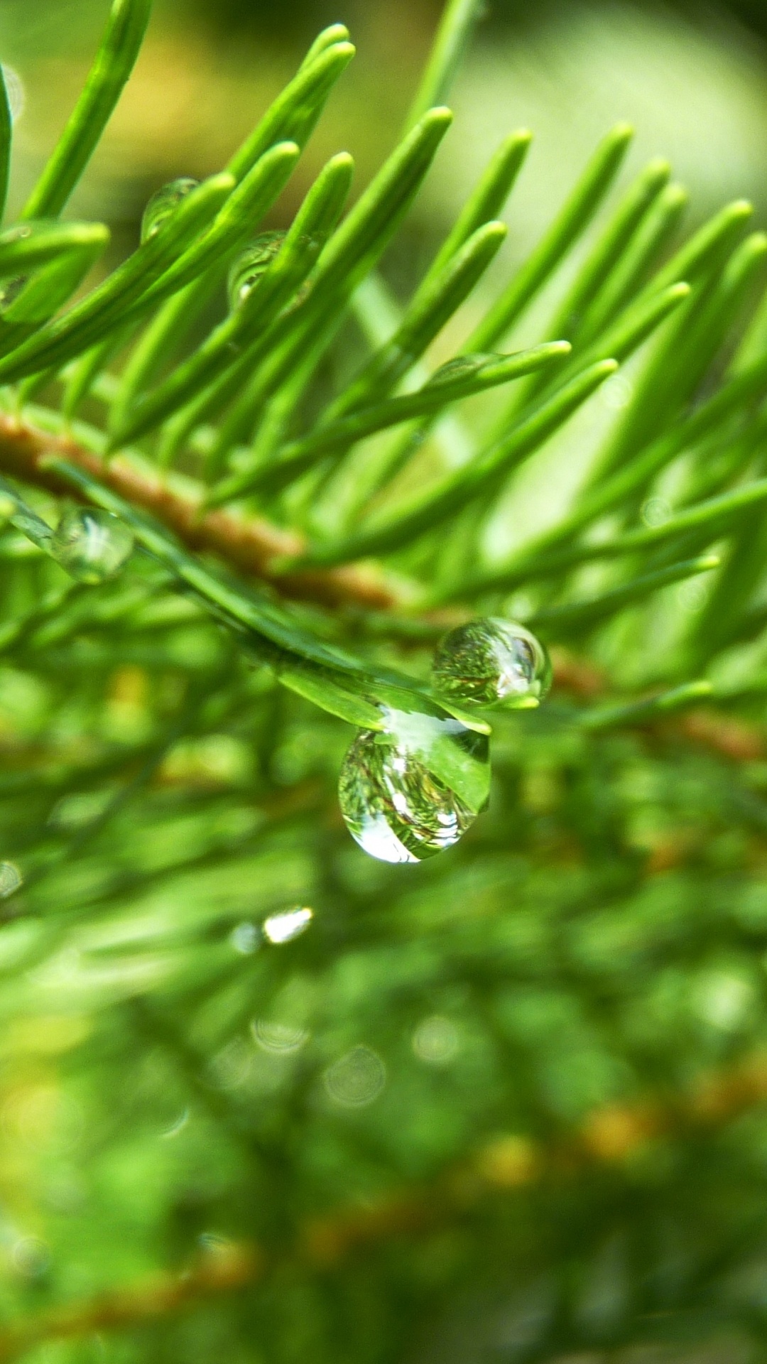 Обои растительность, Хвойные, сосна, дерево, ветвь в разрешении 1080x1920