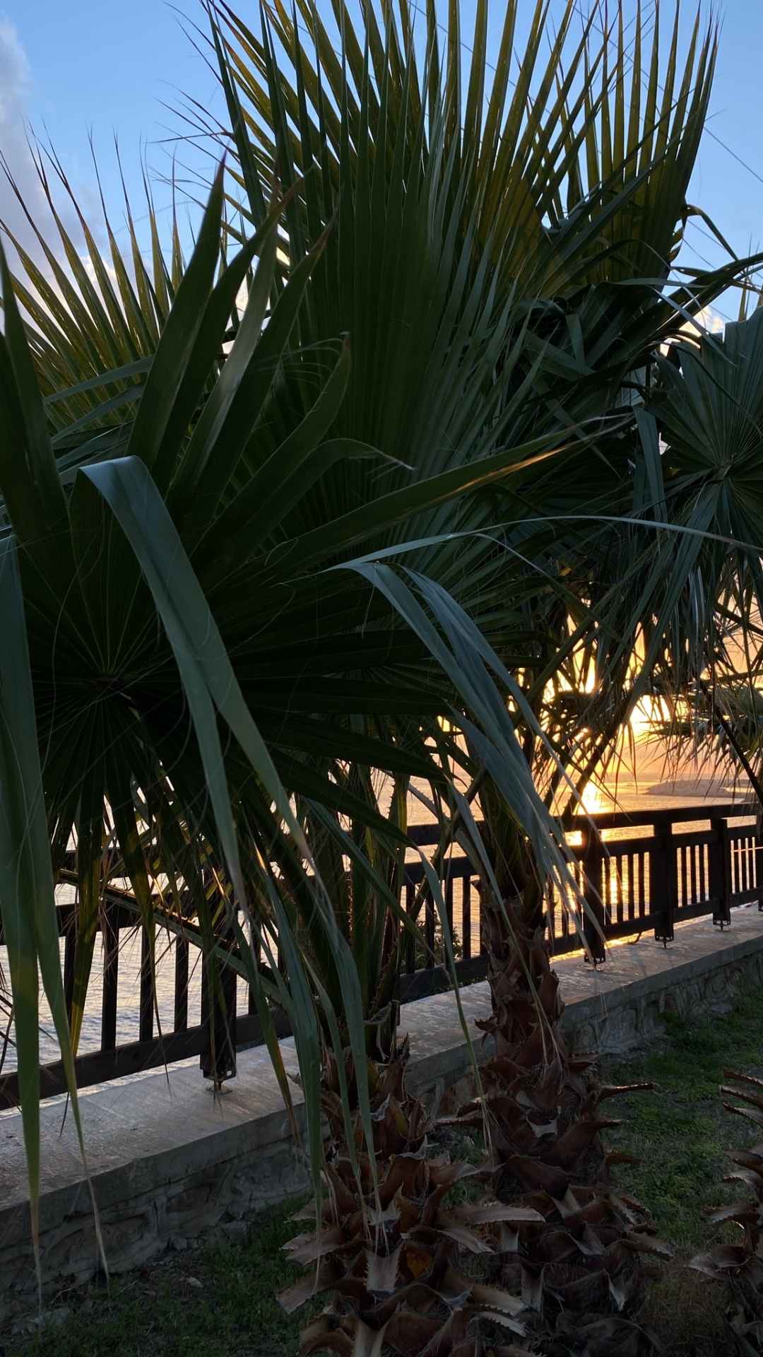 Обои растение, наука, биология, облако, лист в разрешении 1080x1920