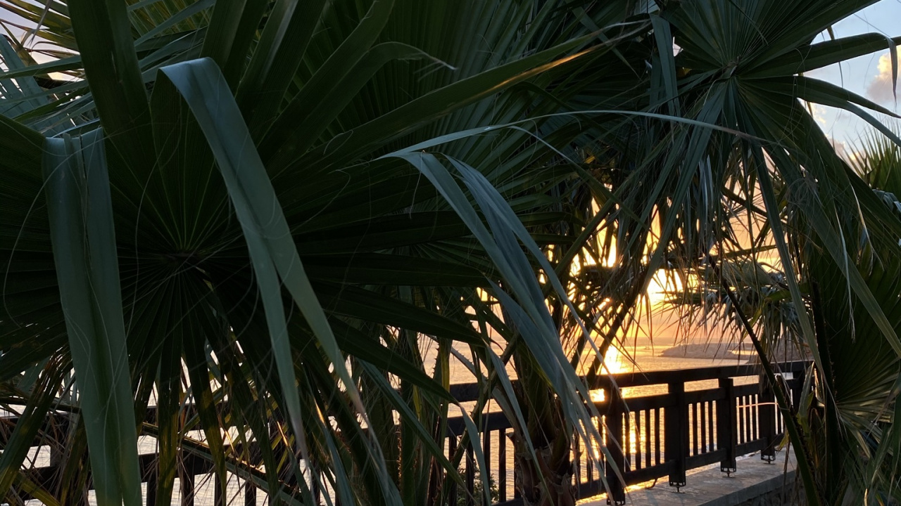 Обои растение, наука, биология, облако, лист в разрешении 1280x720