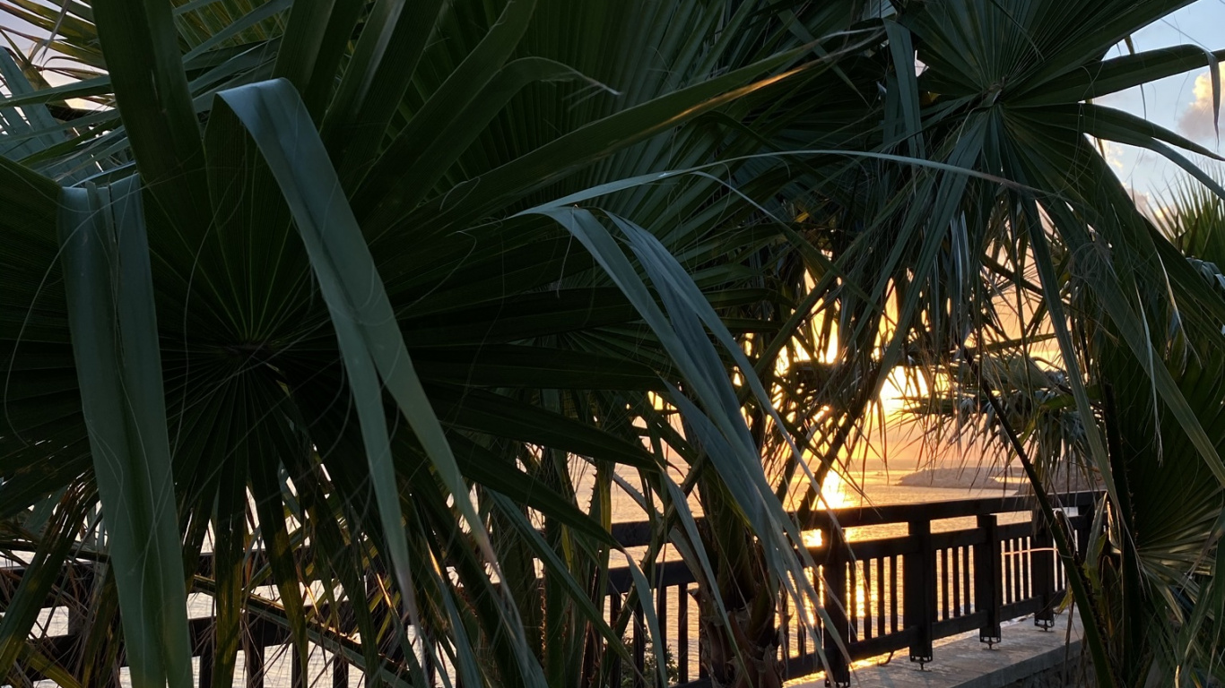 Обои растение, наука, биология, облако, лист в разрешении 1366x768