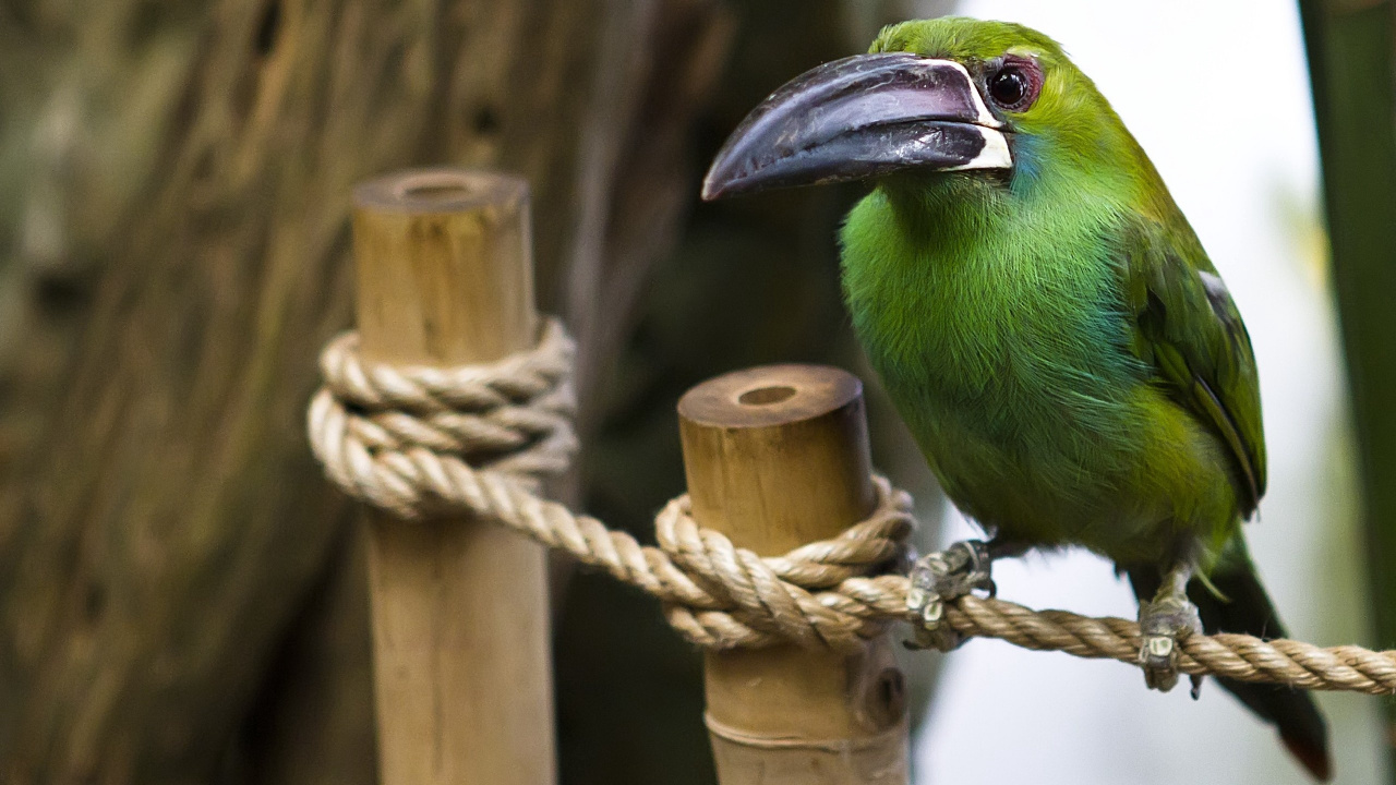 Обои птица, клюв, живая природа, перико, большая рогатая сова в разрешении 1280x720