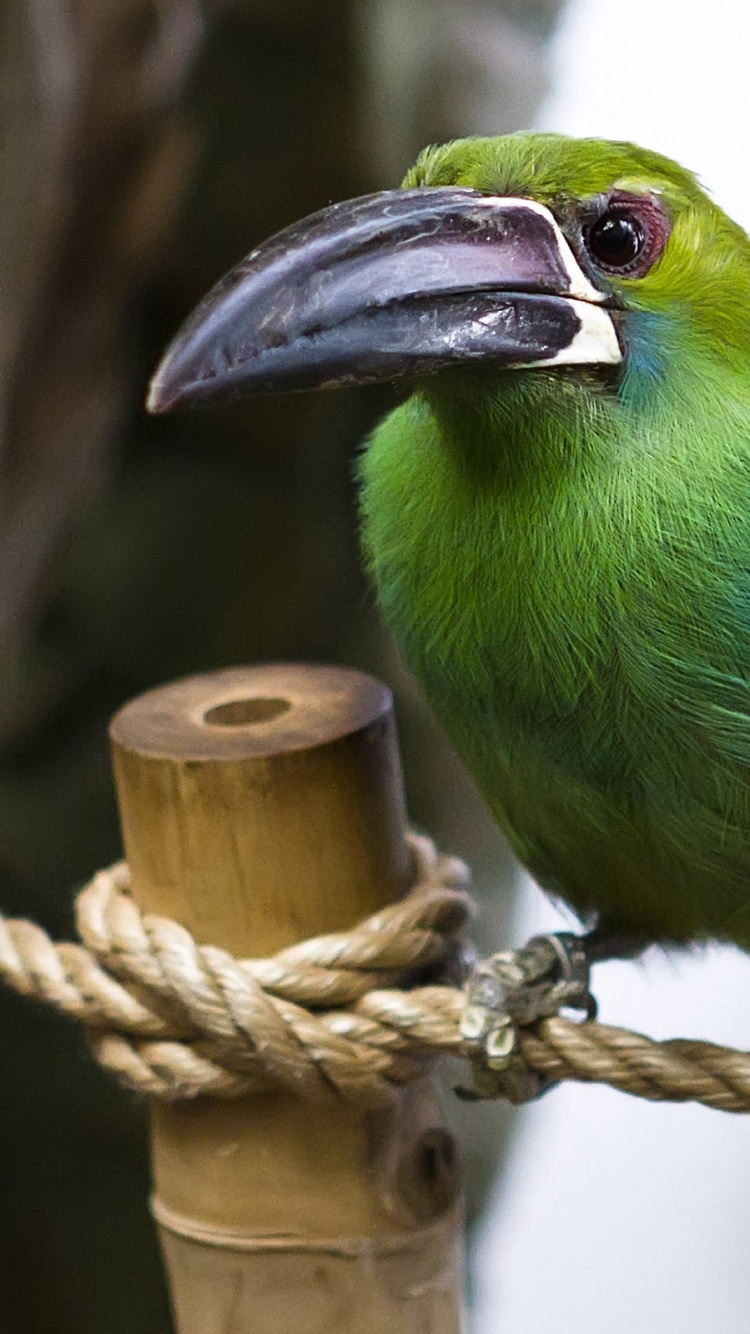 Обои птица, клюв, живая природа, перико, большая рогатая сова в разрешении 750x1334