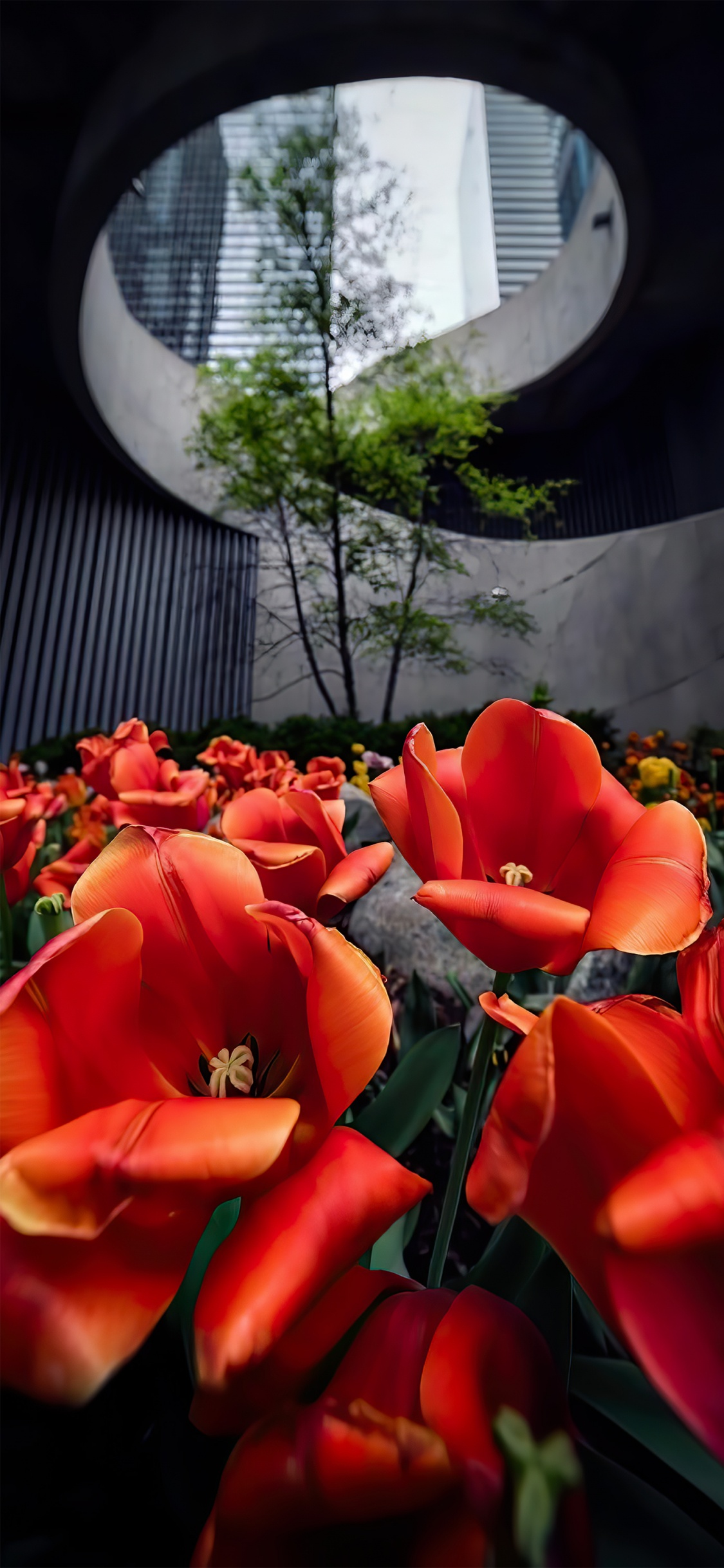 Обои Роза, растение, цветок, лист, ботаники в разрешении 1125x2436